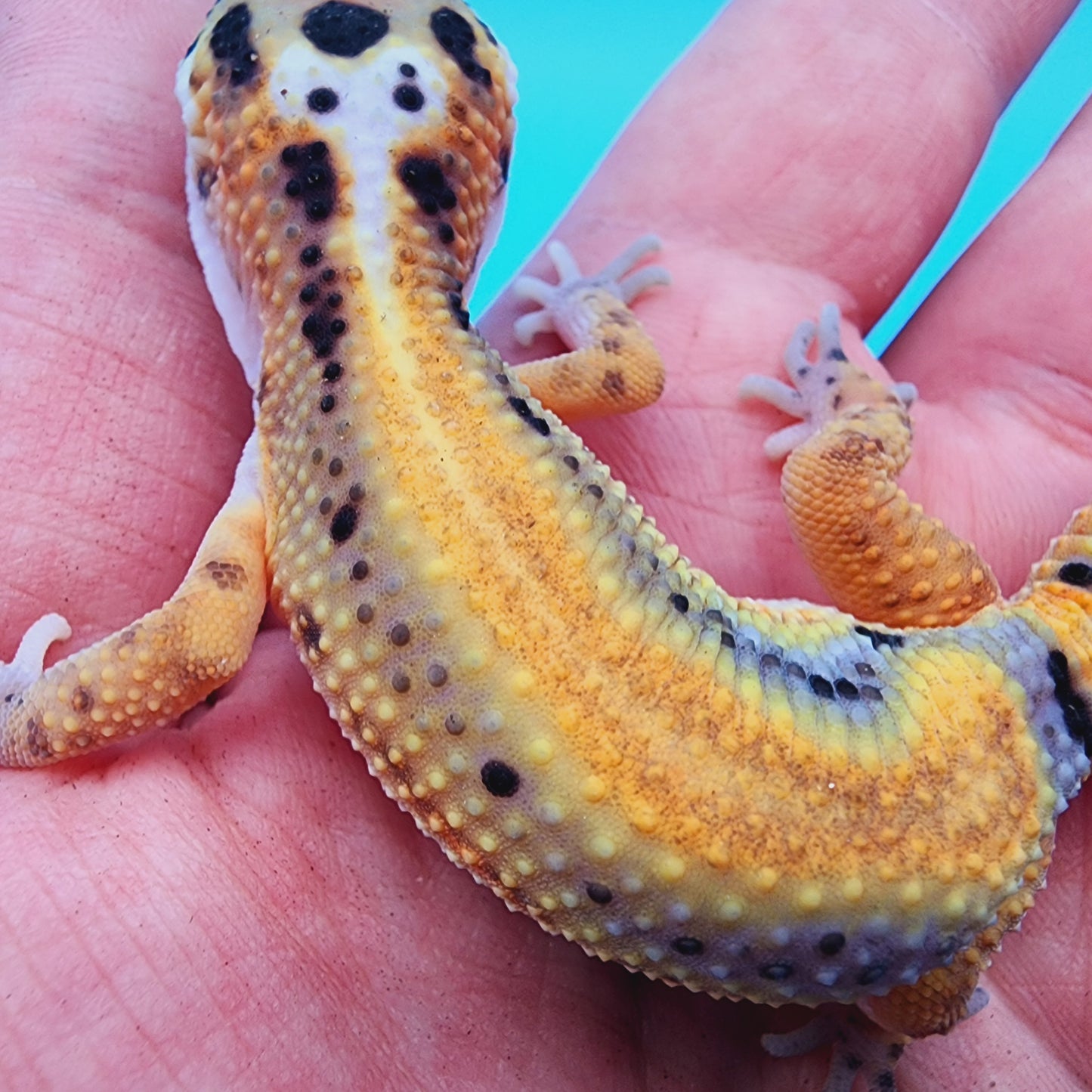 TBS Fire Bold Bandit Red Stripe 100% Het Tremper Albino