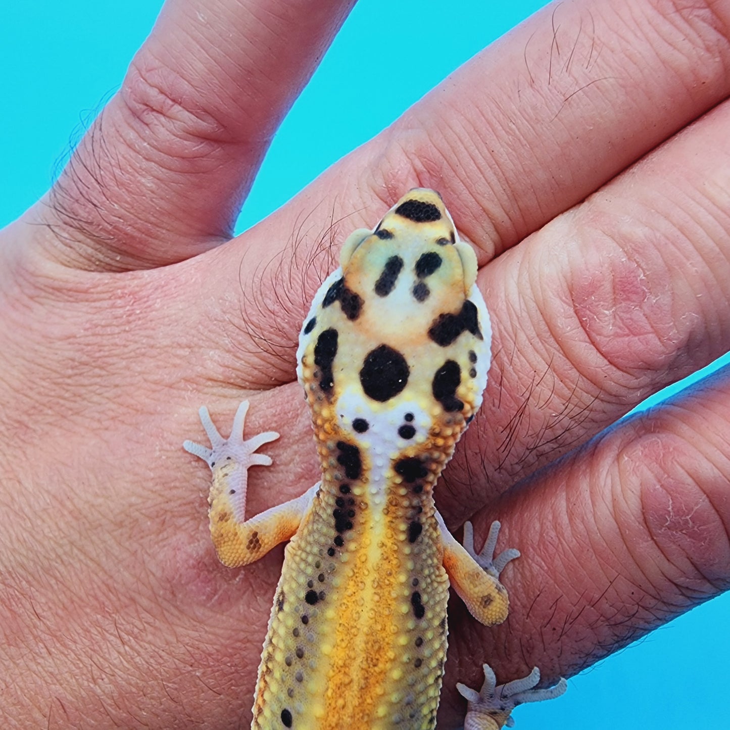 TBS Fire Bold Bandit Red Stripe 100% Het Tremper Albino