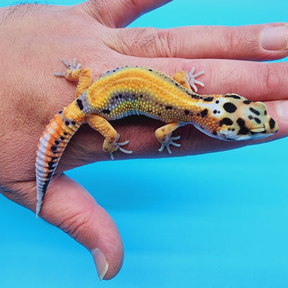 TBS Fire Bold Bandit Red Stripe 100% Het Tremper Albino