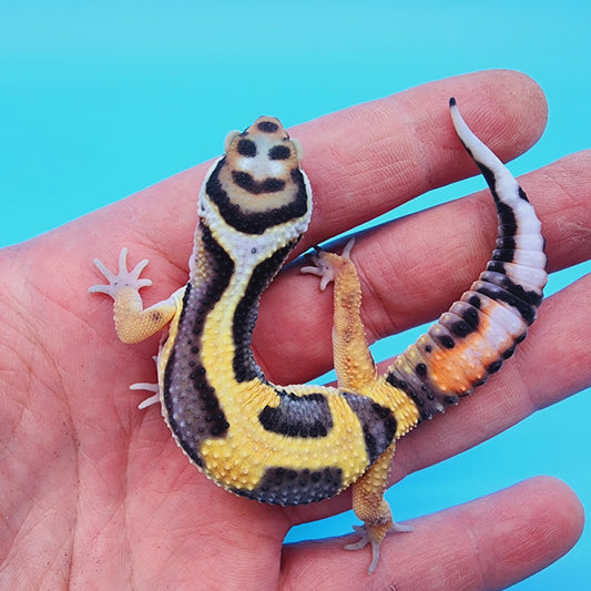 TBS Fire Bold Halloween Mask 100% Het Tremper Albino *Smiley Face*