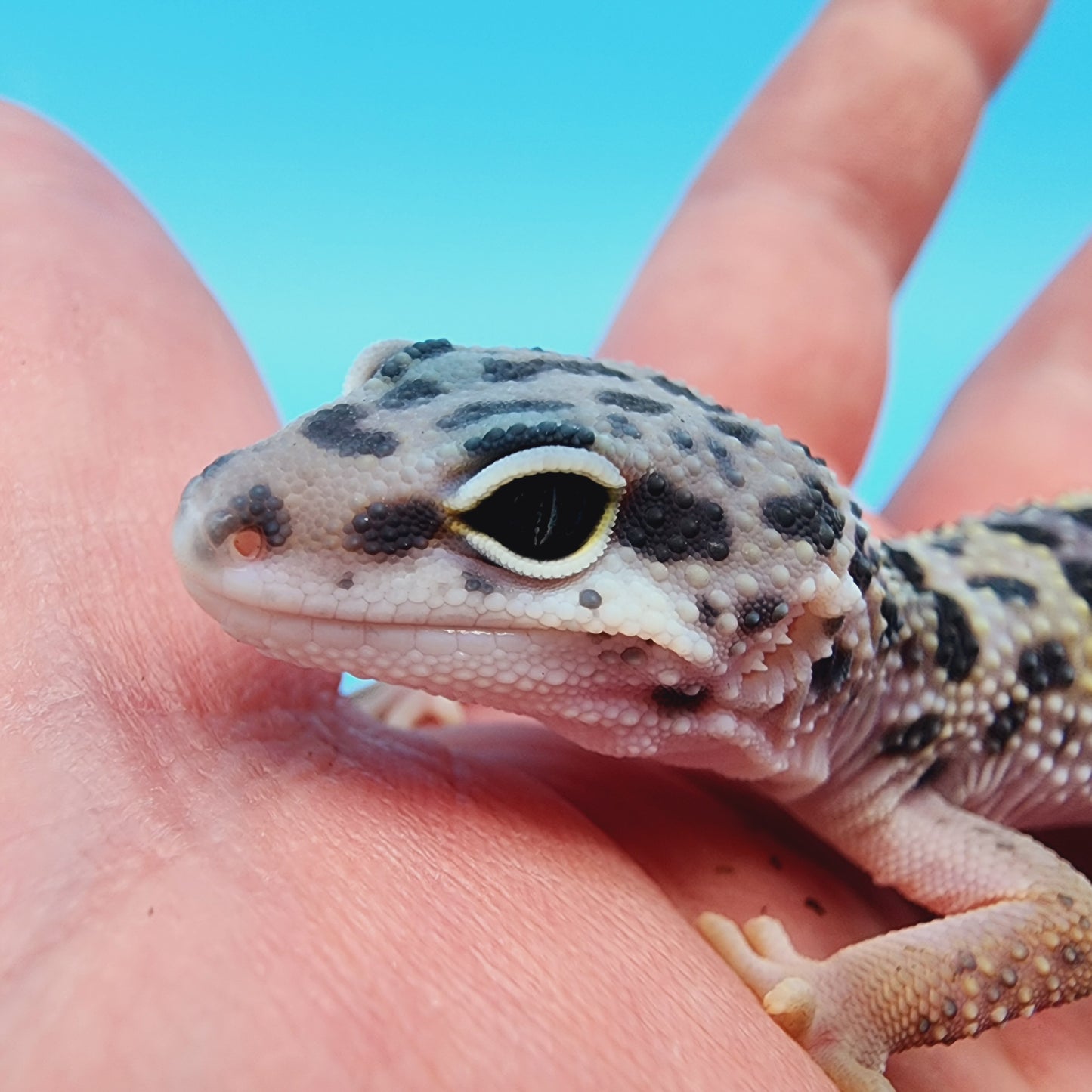 Male Fasciolatus Turcmenicus Hyper Xanthic Bold
