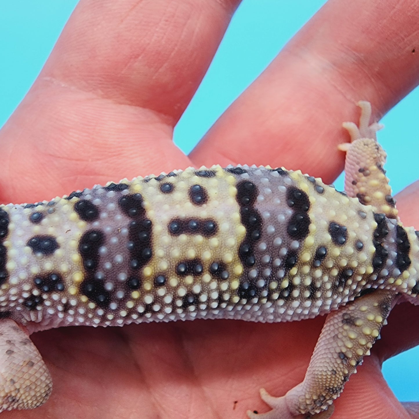 Male Fasciolatus Turcmenicus Hyper Xanthic Bold