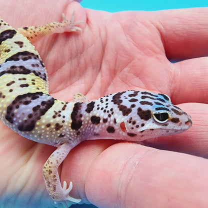 Fasciolatus Macularius