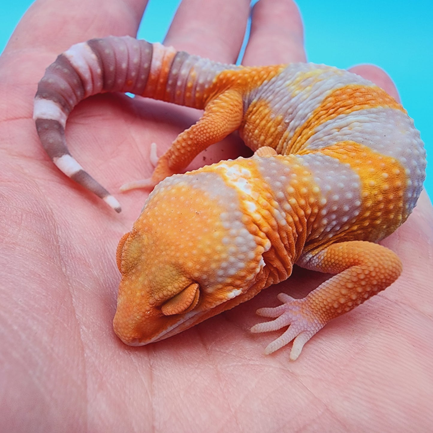 High White Mandarin Inferno Tremper Albino *MUCH nicer in person!*