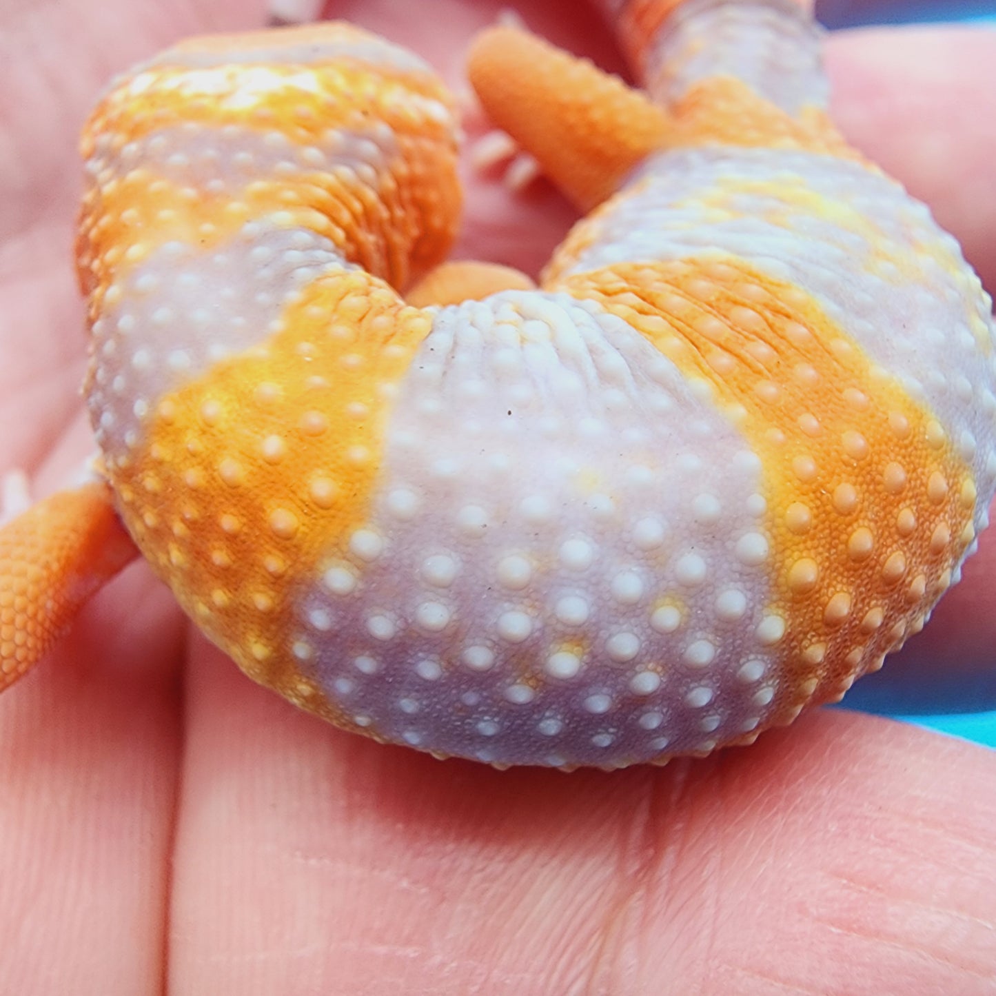 High White Mandarin Inferno Tremper Albino *MUCH nicer in person!*