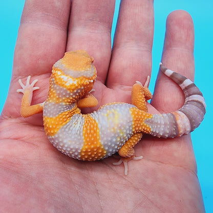 High White Mandarin Inferno Tremper Albino *MUCH nicer in person!*