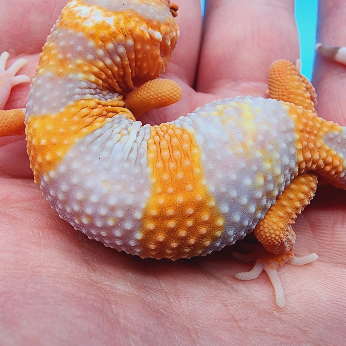 High White Mandarin Inferno Tremper Albino *MUCH nicer in person!*