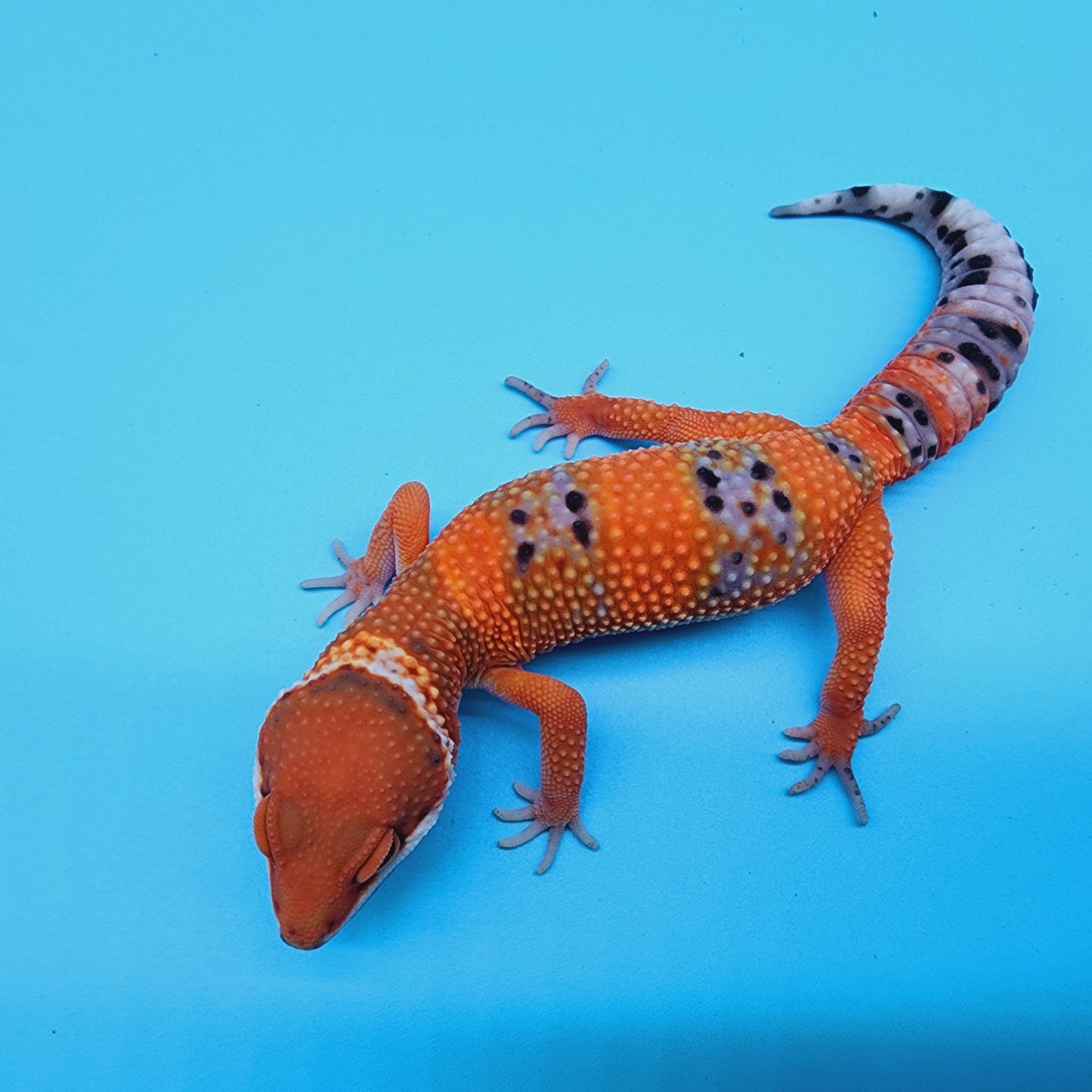 FIRE Mandarin Inferno 100% Het Tremper Albino *MUCH nicer in person!*