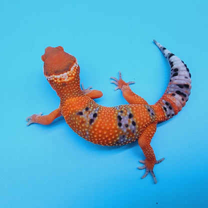 FIRE Mandarin Inferno 100% Het Tremper Albino *MUCH nicer in person!*