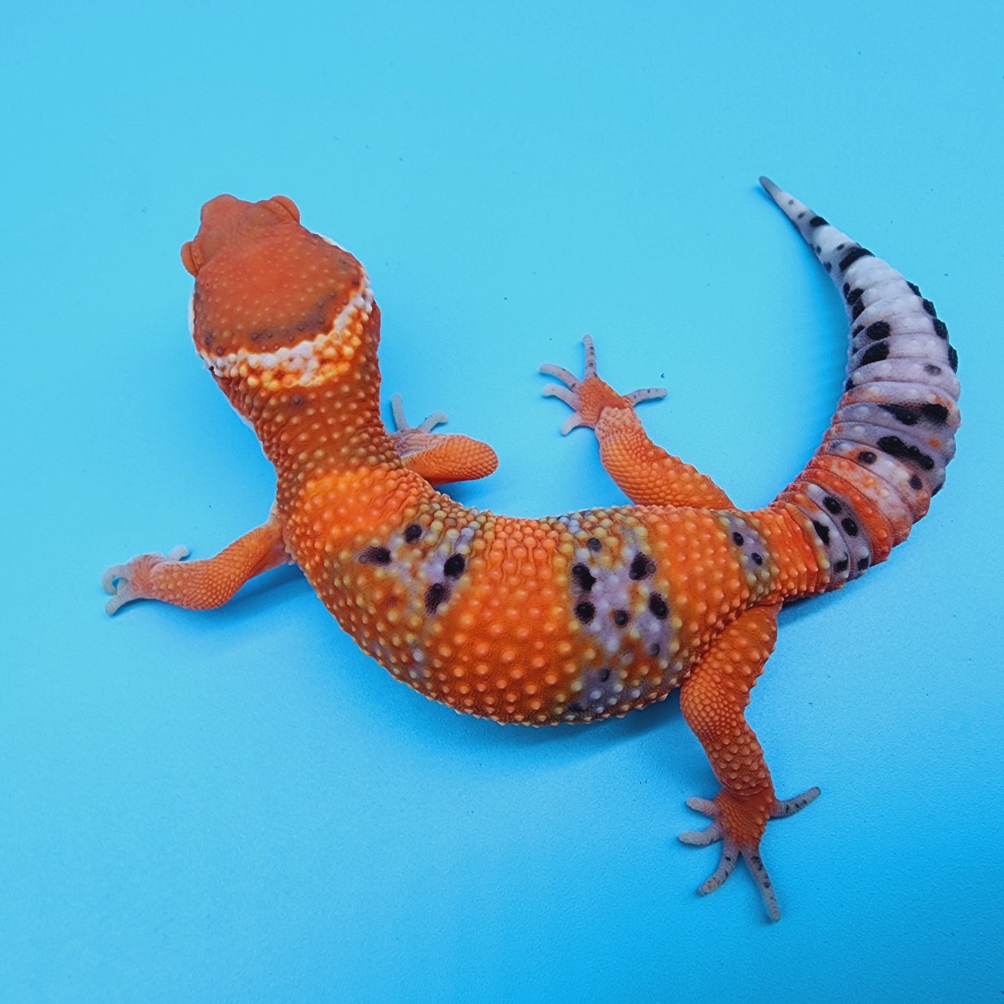 FIRE Mandarin Inferno 100% Het Tremper Albino *MUCH nicer in person!*