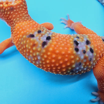 FIRE Mandarin Inferno 100% Het Tremper Albino *MUCH nicer in person!*
