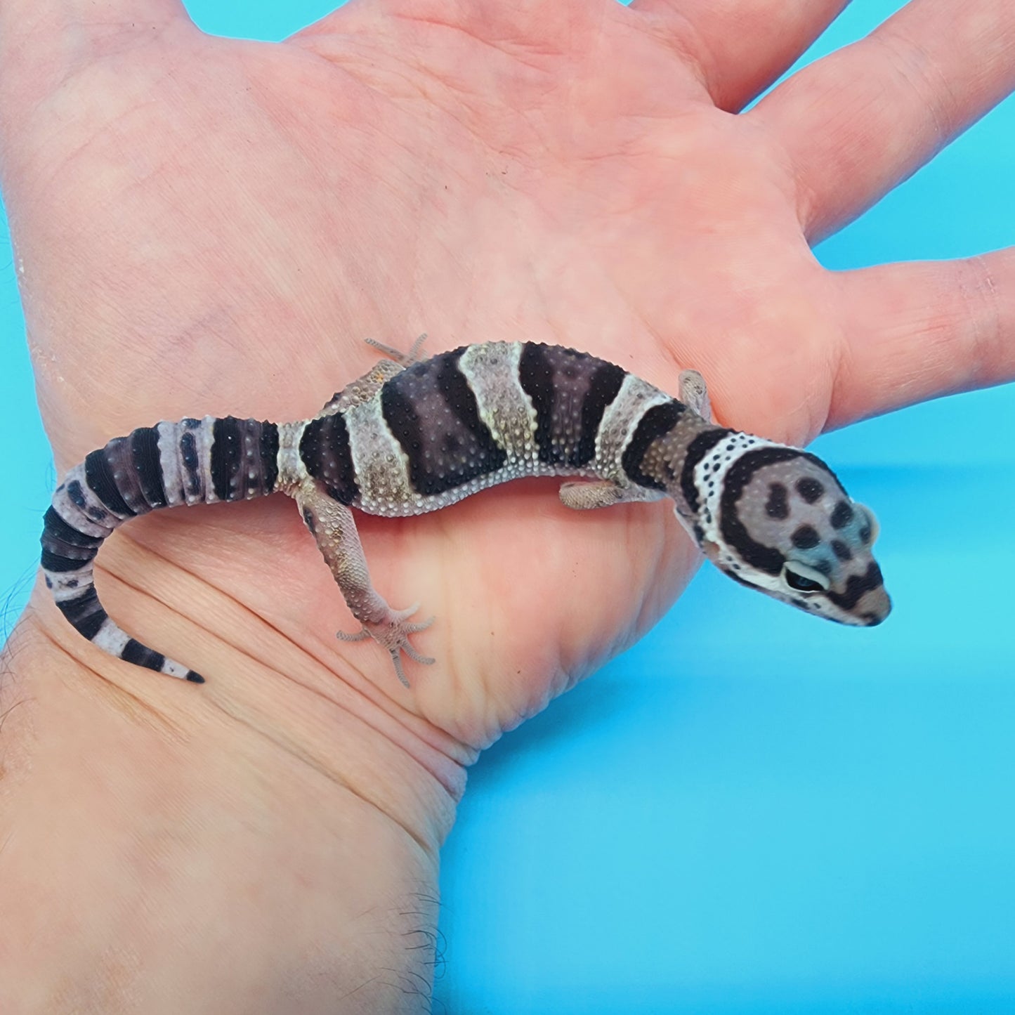 Lost and Found Gecko - ID Unknown