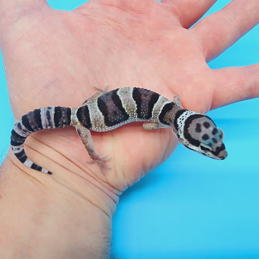 Lost and Found Gecko - ID Unknown