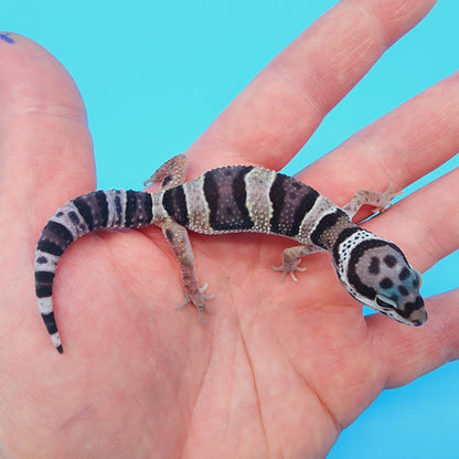 Lost and Found Gecko - ID Unknown
