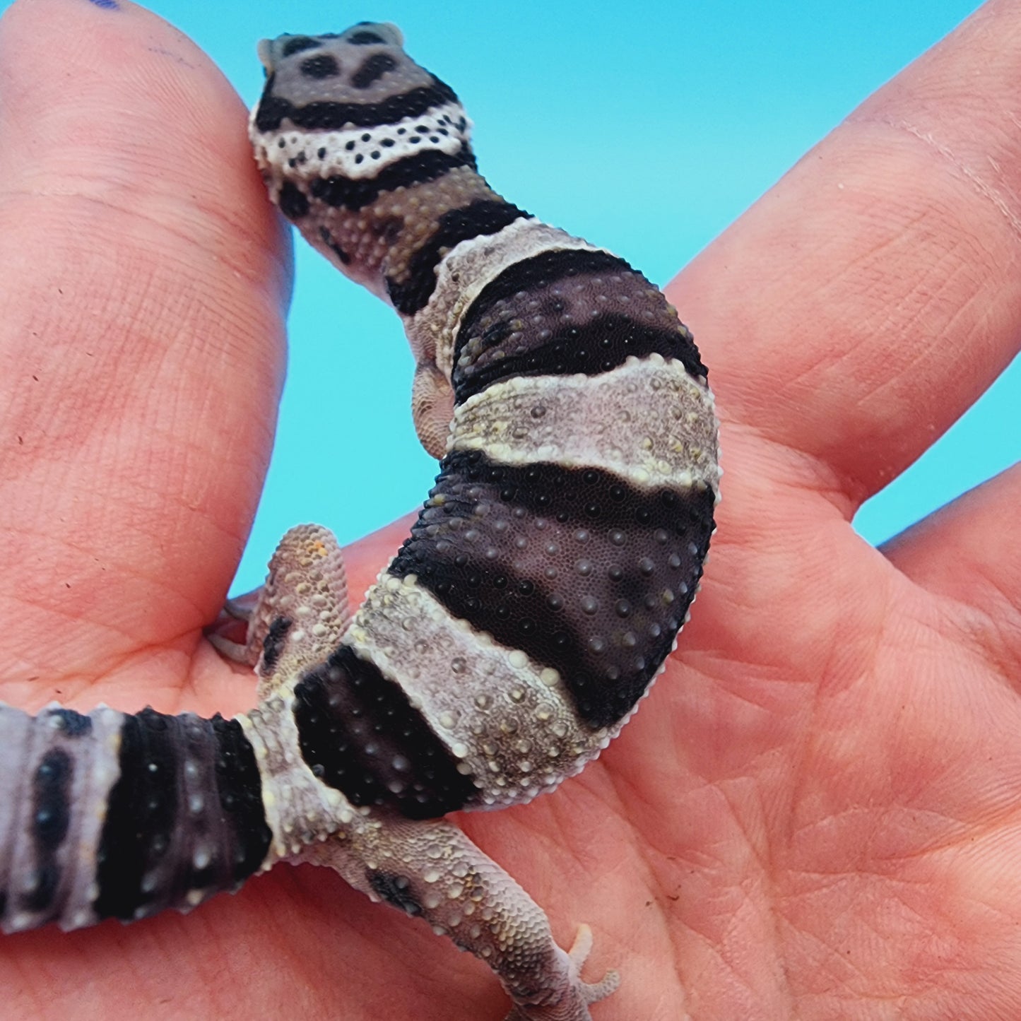 Lost and Found Gecko - ID Unknown