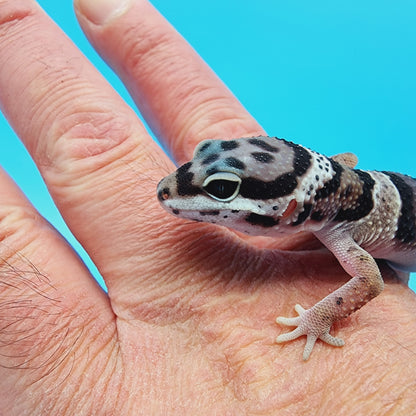 Lost and Found Gecko - ID Unknown
