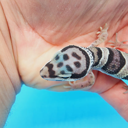 Lost and Found Gecko - ID Unknown