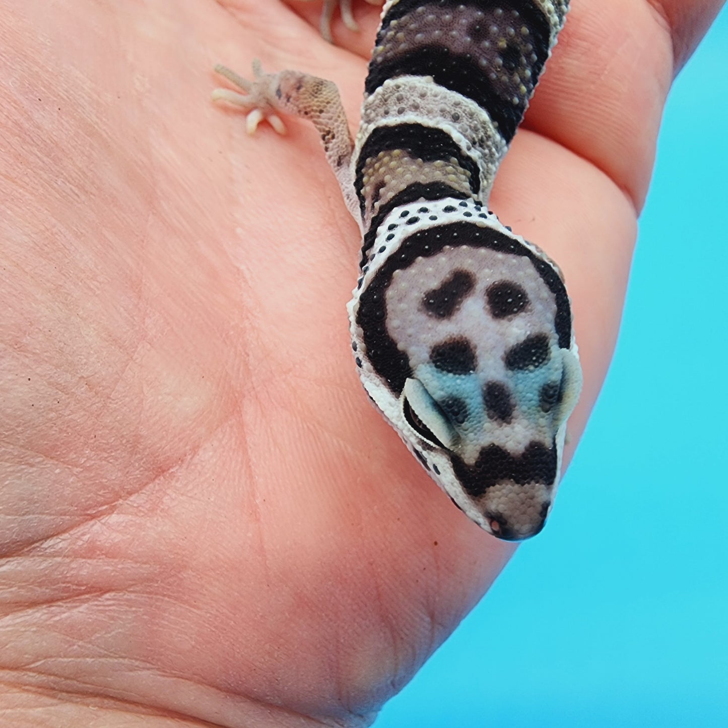 Lost and Found Gecko - ID Unknown