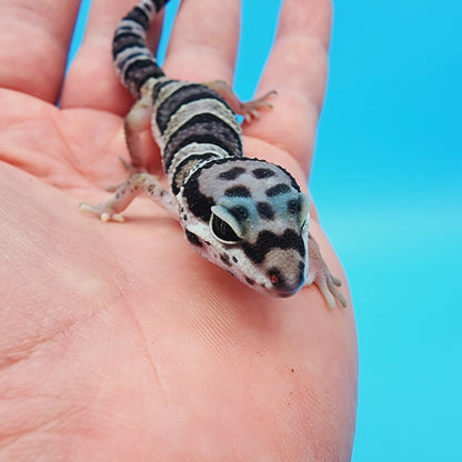 Lost and Found Gecko - ID Unknown