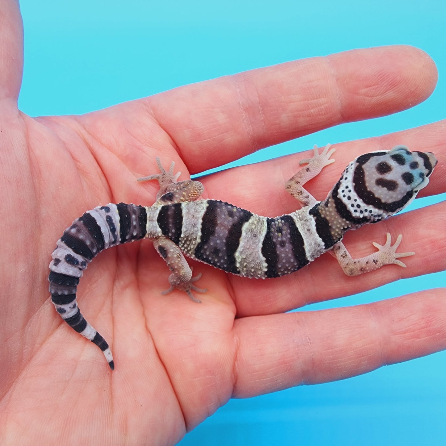 Lost and Found Gecko - ID Unknown