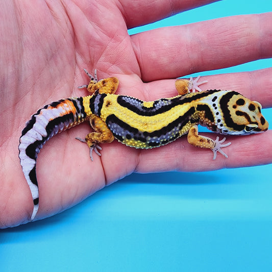 TBS Fire Bold Halloween Mask 100% Het Tremper Albino