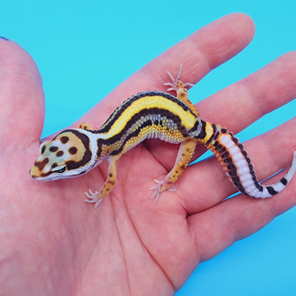 Female TBS Fire Bold Halloween Mask Bandit 100% Het Tremper Albino