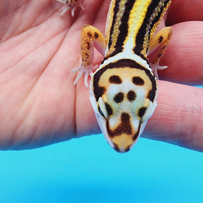 Female TBS Fire Bold Halloween Mask Bandit 100% Het Tremper Albino