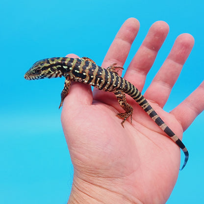 High White Red Tegu Baby