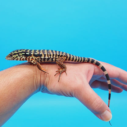 High White Red Tegu Baby