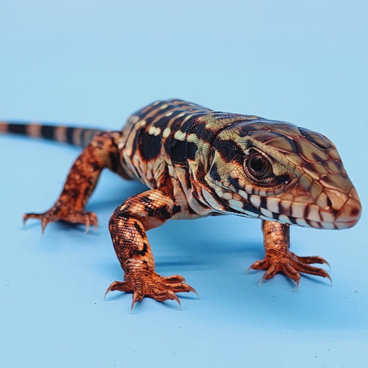 High White Red Tegu Babies [BUY two GET one FREE!]