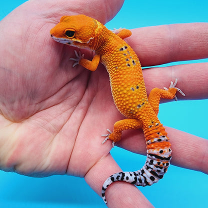 Mandarin Emerine