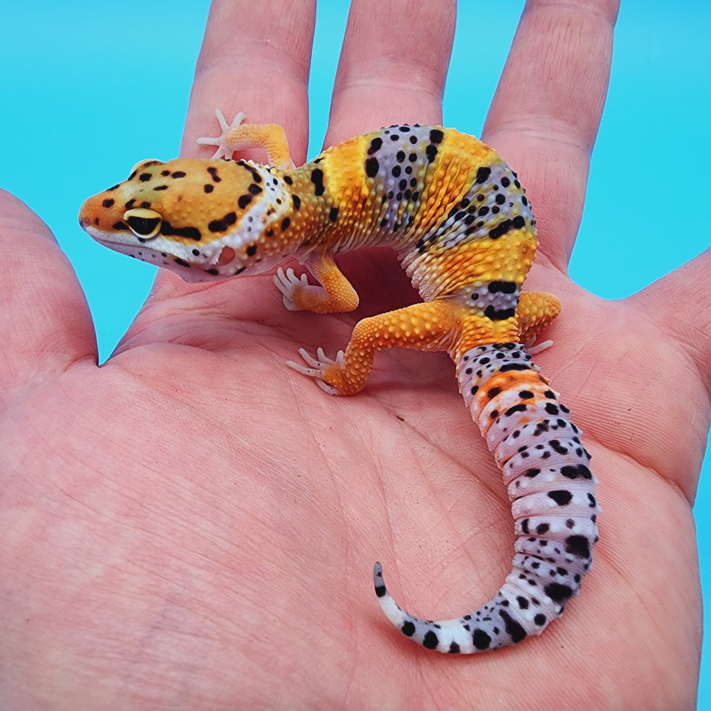 Mandarin Inferno Bold Fasciolatus 100% het Tremper Albino (from KOI project)