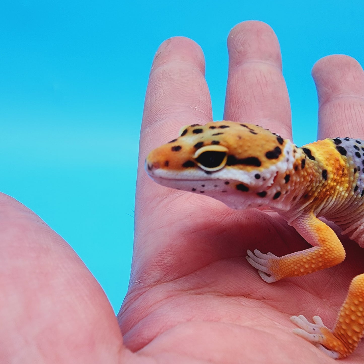 Mandarin Inferno Bold Fasciolatus 100% het Tremper Albino (from KOI project)