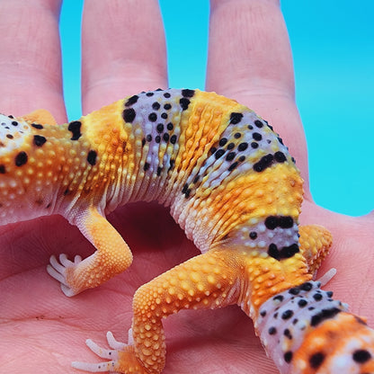 Mandarin Inferno Bold Fasciolatus 100% het Tremper Albino (from KOI project)