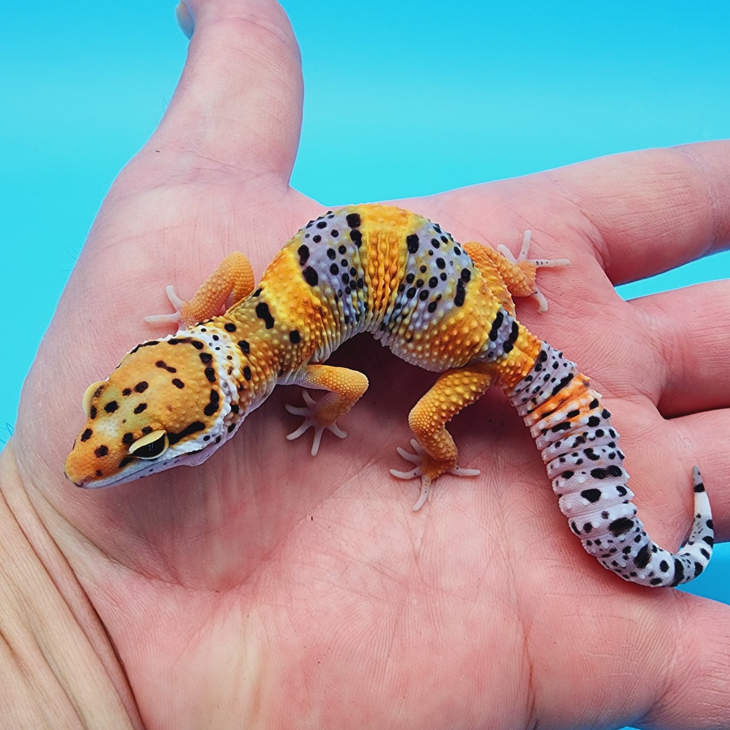Mandarin Inferno Bold Fasciolatus 100% het Tremper Albino (from KOI project)