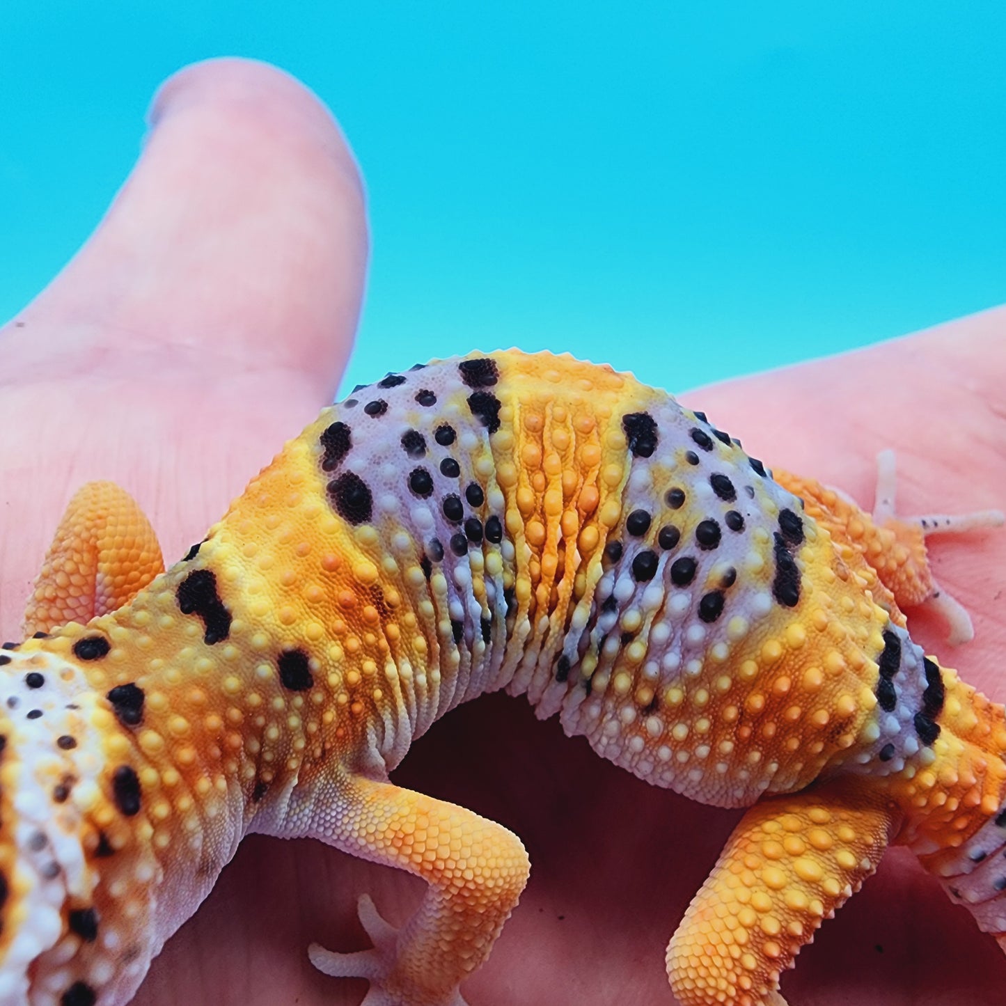 Mandarin Inferno Bold Fasciolatus 100% het Tremper Albino (from KOI project)