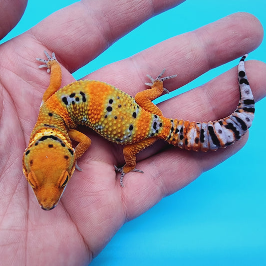 Mandarin Extreme Emerine