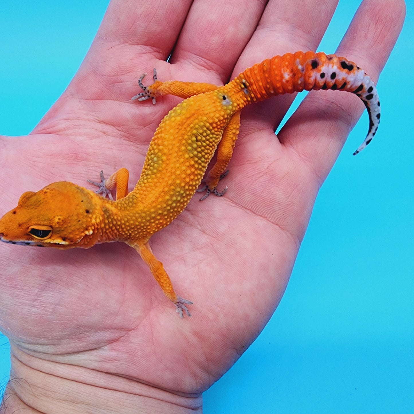 Super Hypo Mandarin Inferno Red Stripe Jungle 100% Het Tremper Albino *nicer in person!*
