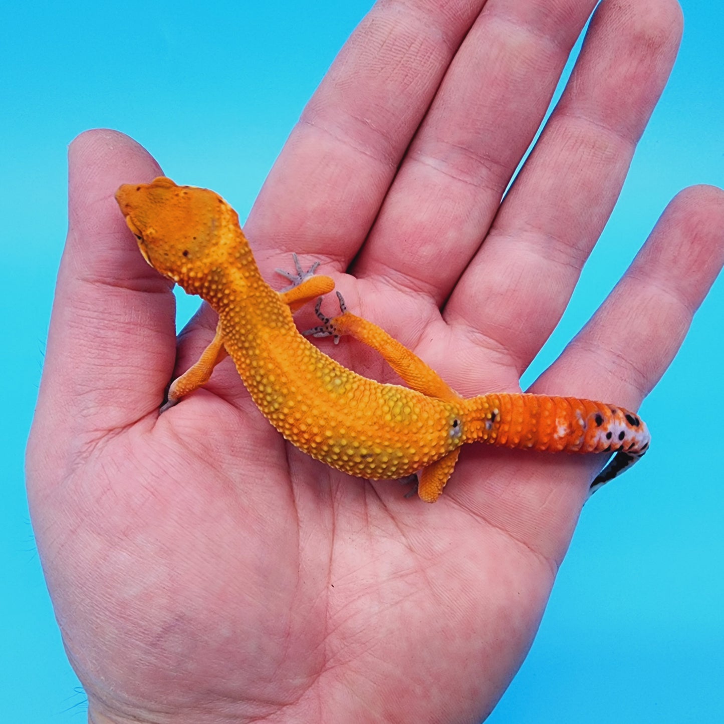 Super Hypo Mandarin Inferno Red Stripe Jungle 100% Het Tremper Albino *nicer in person!*