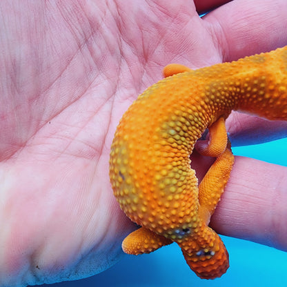 Super Hypo Mandarin Inferno Red Stripe Jungle 100% Het Tremper Albino *nicer in person!*