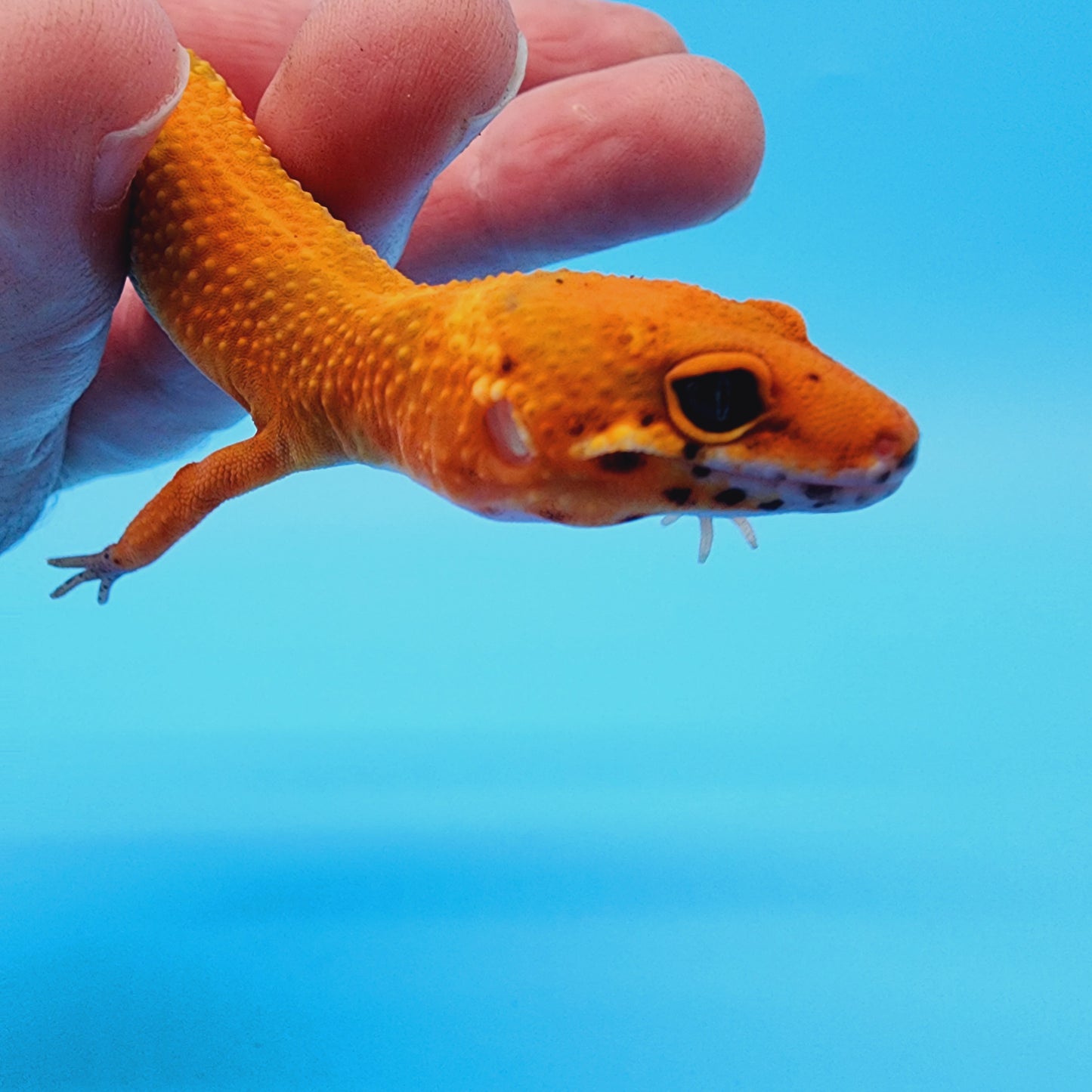 Super Hypo Mandarin Inferno Red Stripe Jungle 100% Het Tremper Albino *nicer in person!*