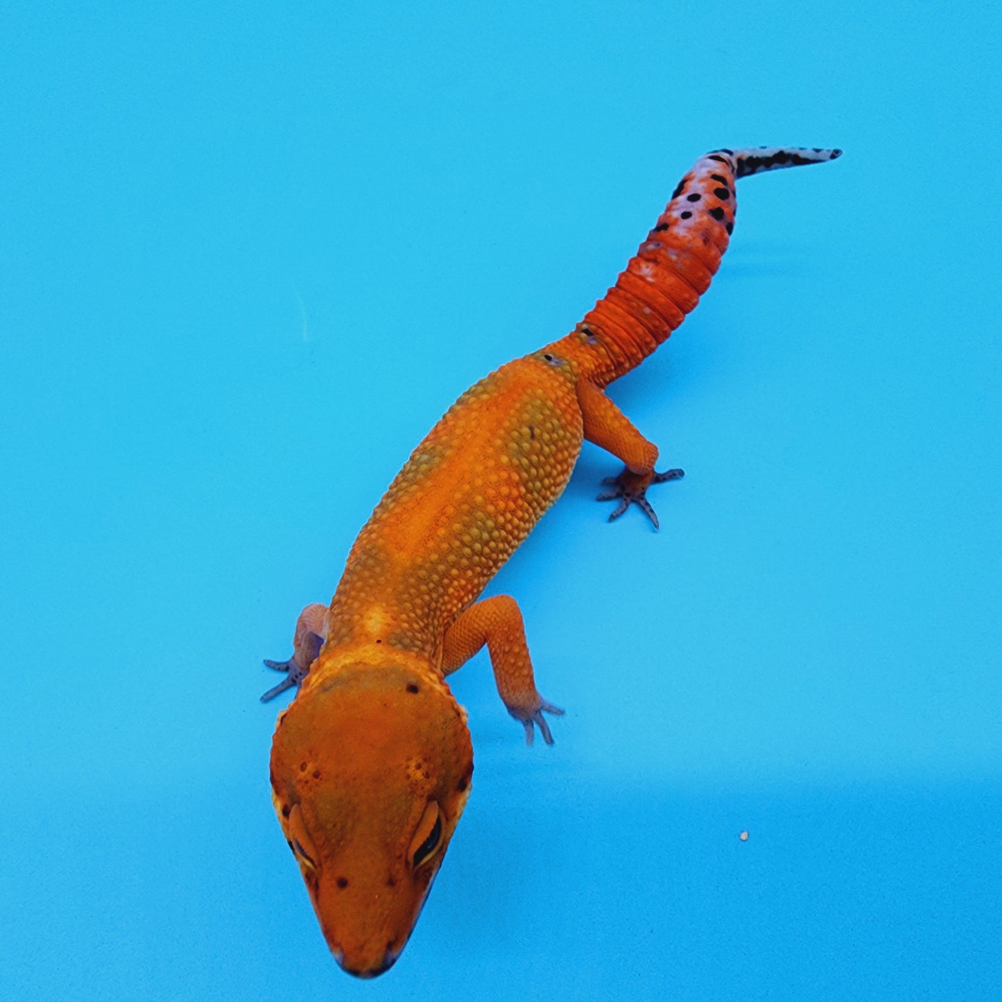 Super Hypo Mandarin Inferno Red Stripe Jungle 100% Het Tremper Albino *nicer in person!*