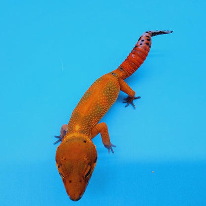 Super Hypo Mandarin Inferno Red Stripe Jungle 100% Het Tremper Albino *nicer in person!*