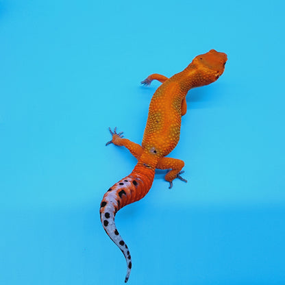 Super Hypo Mandarin Inferno Red Stripe Jungle 100% Het Tremper Albino *nicer in person!*