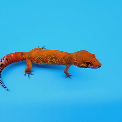 Super Hypo Mandarin Inferno Red Stripe Jungle 100% Het Tremper Albino *nicer in person!*