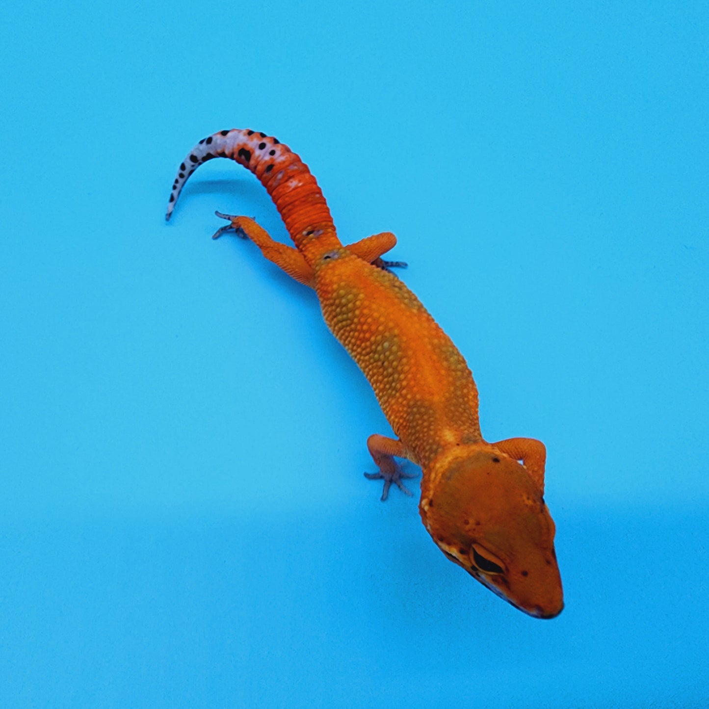 Super Hypo Mandarin Inferno Red Stripe Jungle 100% Het Tremper Albino *nicer in person!*