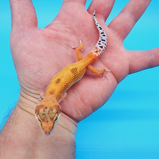 Mandarin Infenro Bold Eclipse