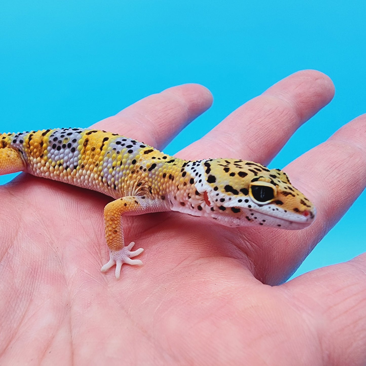 Cheetah