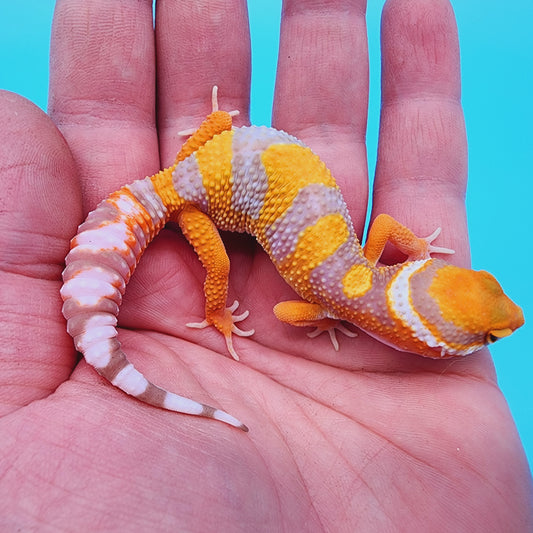 Mandarin Infenro Bold Tremper Albino
