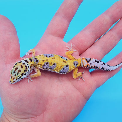 Female Giant Macularius Turcmenicus 100% het Tremper Albino